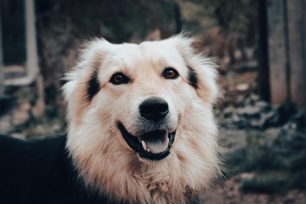 Cão de rua bonito deitado no chão e olhando para a câmera