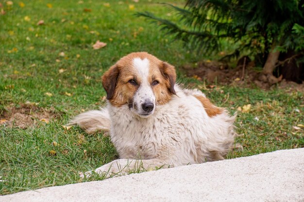 Cão de rua com manchas amarelas senta-se no gramado animais