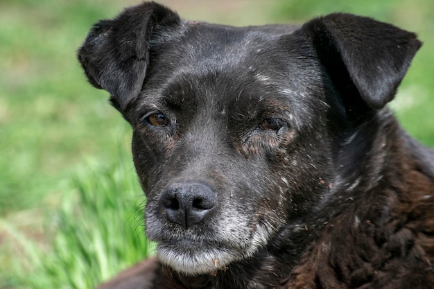 Cão de rua com um olhar triste sentado na grama