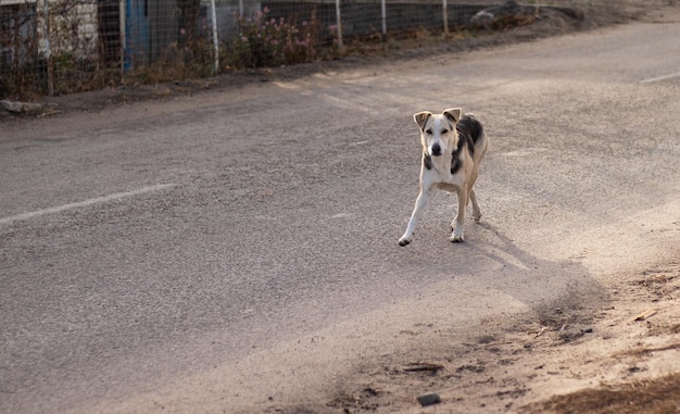 Cão de rua grande correndo na estrada olhando para a câmera. Cão sem-teto. Conceito de proteção animal