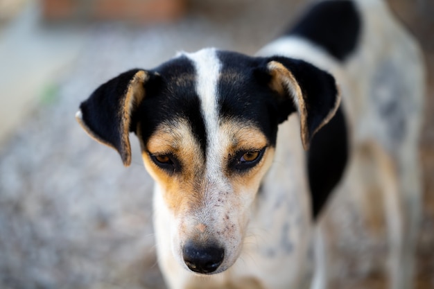 Cão de rua na ilha de Madagascar