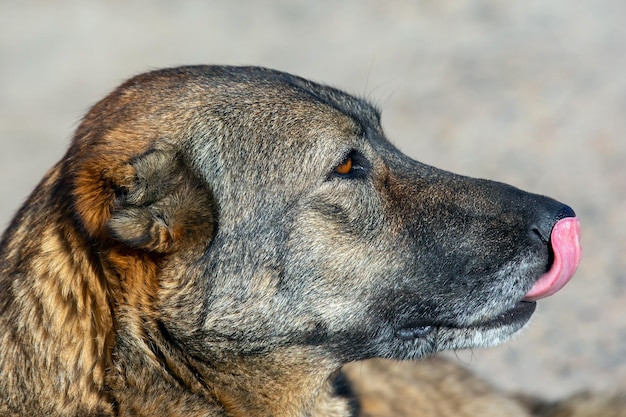 Cão de rua pastor closeup mamíferos e fauna