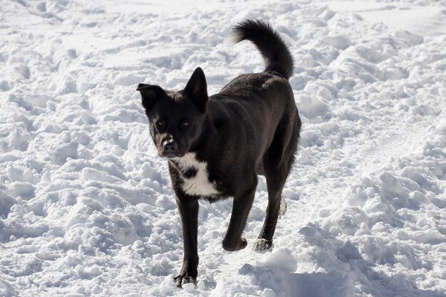 Cão de rua preto na rua no inverno. foto de alta qualidade