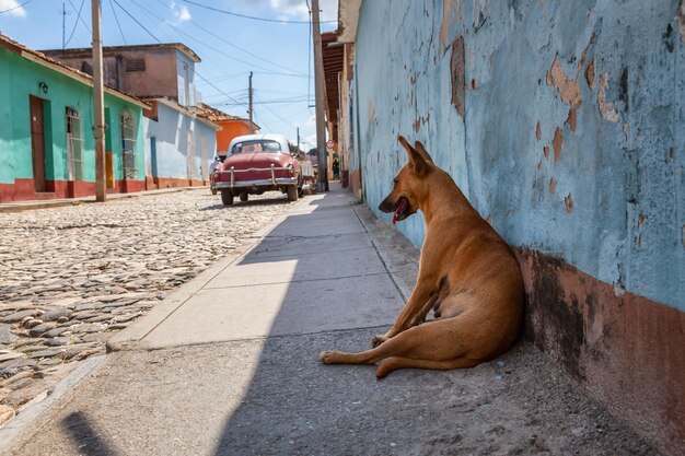 Cão de rua sem-teto relaxando em uma sombra durante um dia quente e ensolarado