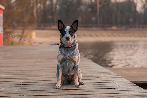 Cão de salto azul na doca Raça de cão de gado australiano sentado ao ar livre