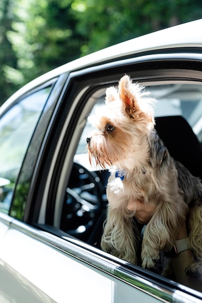 Cão de São Bernardo viajando de carro curtindo a viagem