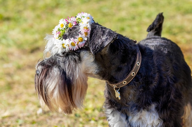 Cão de schnauzer miniatura de raça com uma coroa de flores de verão na cabeça