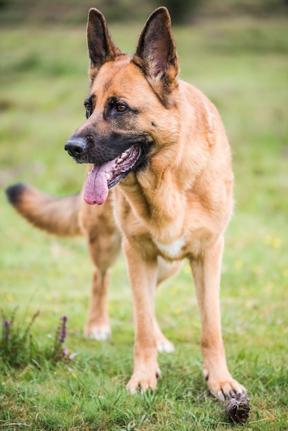 cão de segurança gsd k9