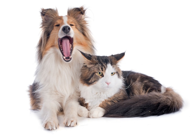 Cão de Shetland ans maine coon cat