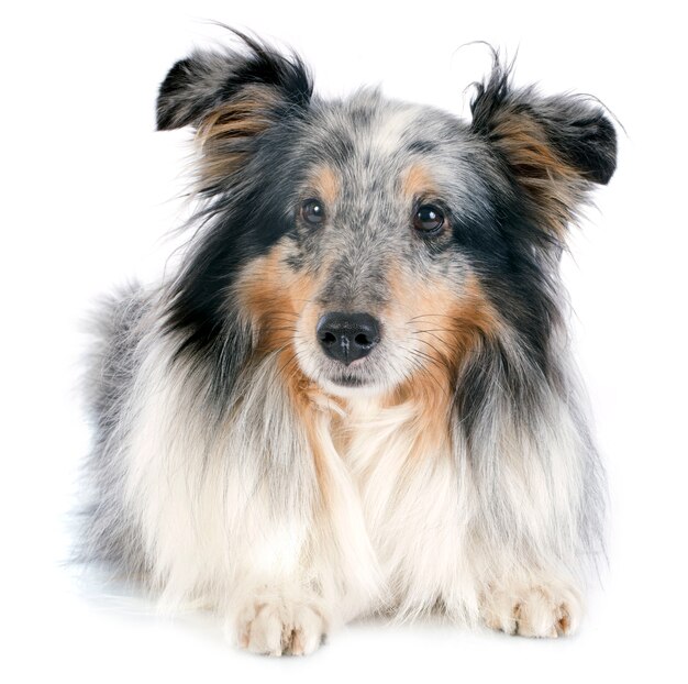 cão de shetland