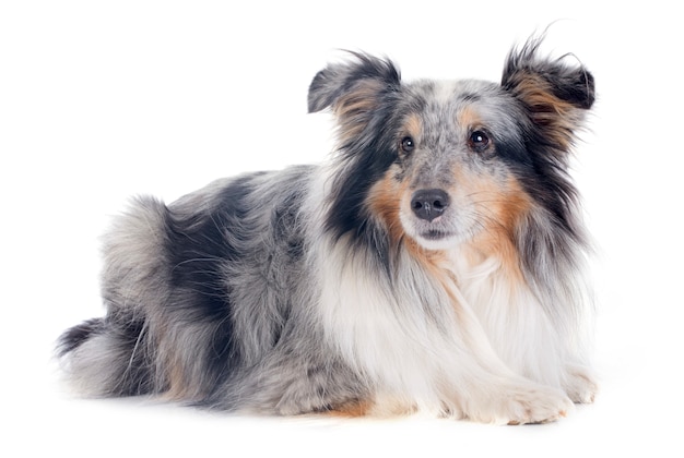 cão de shetland