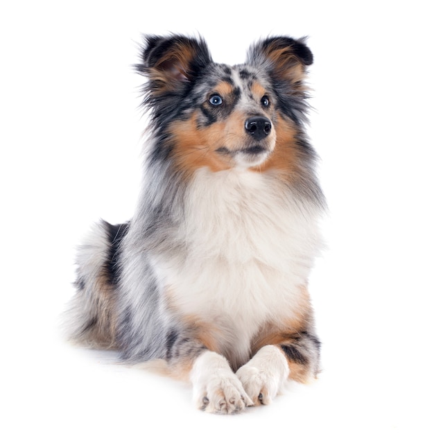 cão de shetland