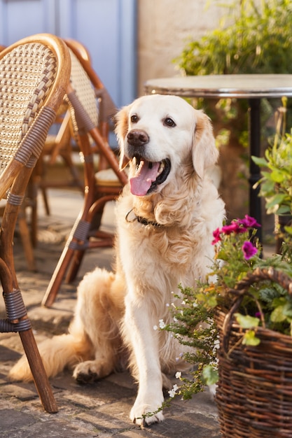 Cão de sorriso feliz do golden retriever no café do ar livre.