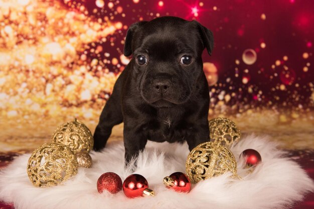 Foto cão de staffordshire bull terrier preto ou cachorro de amstaff em fundo vermelho