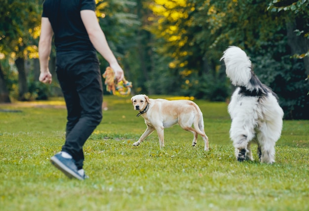 Cão de terra nova brinca com homem e mulher no parque