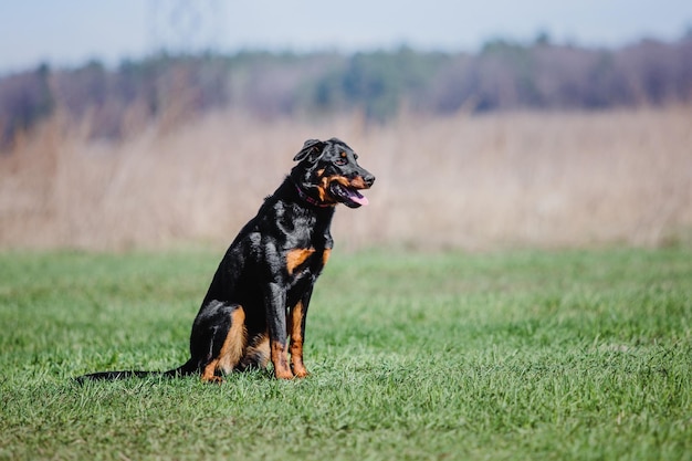 Cão de trabalho. Treinamento canino. Polícia, cão de guarda