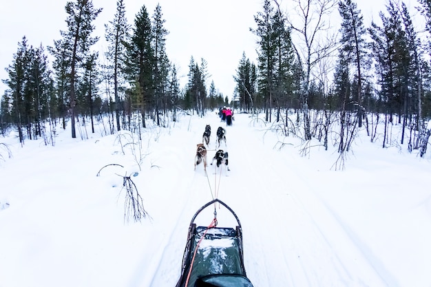 Cão de trenó com huskies na bela paisagem