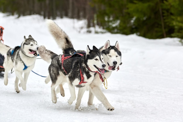 Cão de trenó Husky correndo no inverno