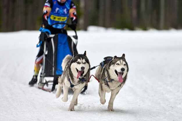 Cão de trenó husky correndo no inverno