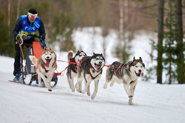 Cão de trenó Husky correndo no inverno