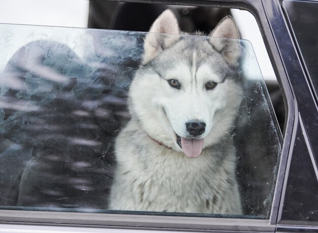 Cão de trenó Husky no carro