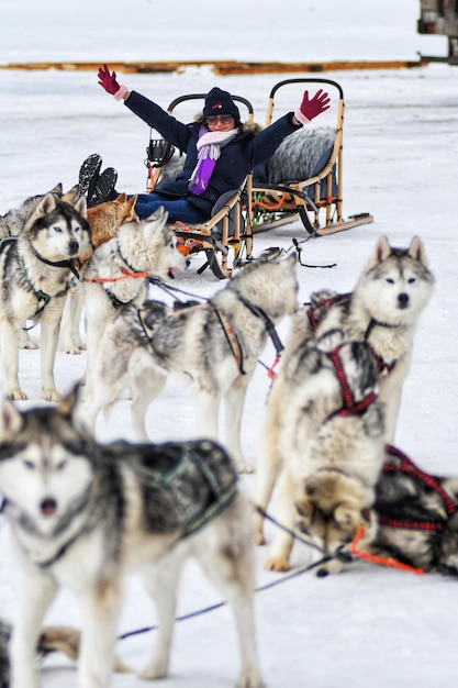 Foto cão de trenó no lago em irkutsk