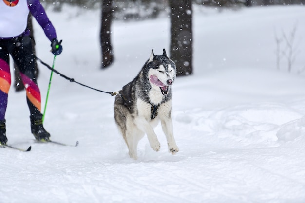 Cão de trenó puxando musher em esqui