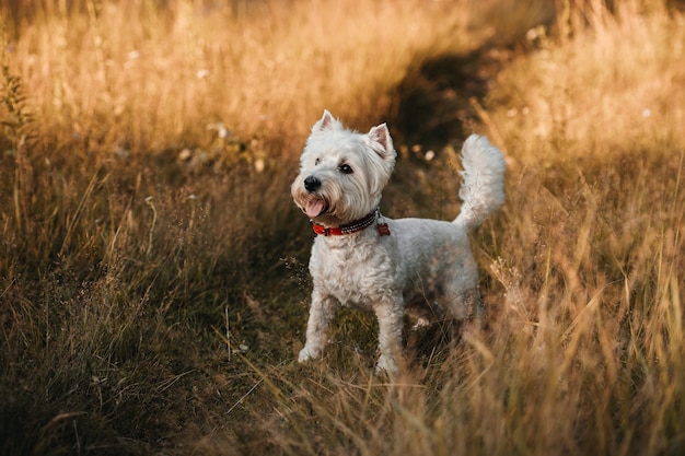 Cão de West Highland White Terrier parado no campo de outono