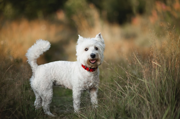 Cão de West Highland White Terrier parado no campo de verão