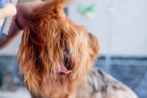 Cão de Yorkshire terrier lavando e cuidando em casa