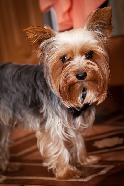 Cão decorativo. Yorkshire Terrier