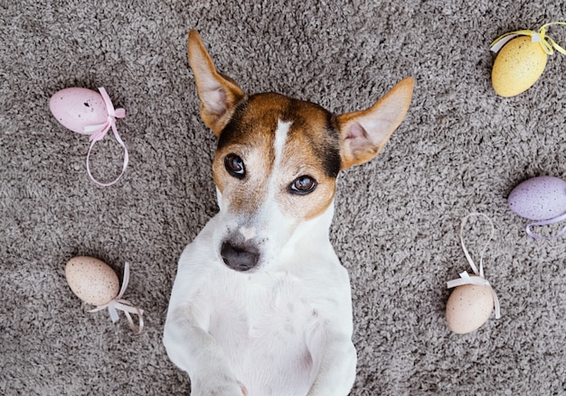 Cão deitado e fazendo careta de rosto