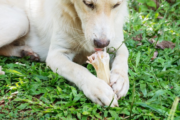 Cão deitado em uma grama e roer um osso