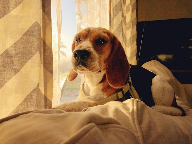 Foto cão deitado na cama em casa