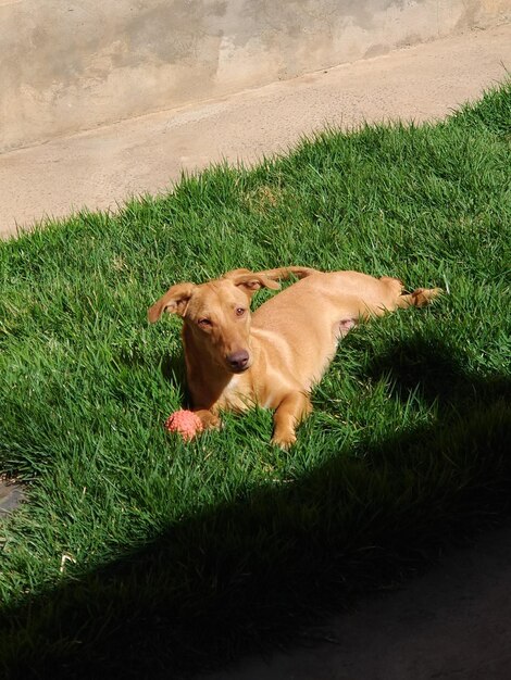 Foto cão deitado na grama