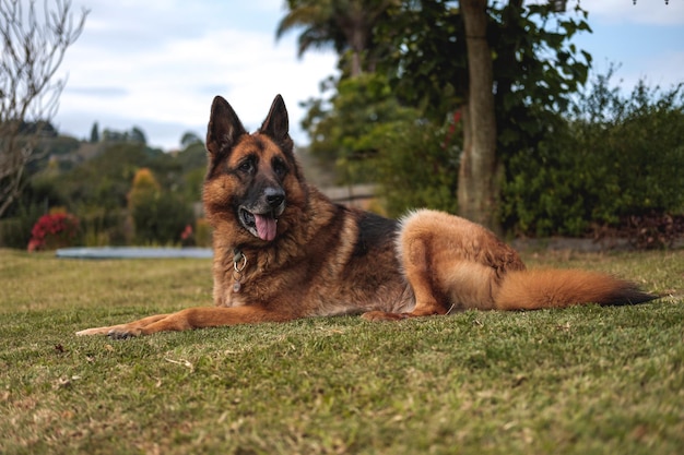 Foto cão deitado na grama