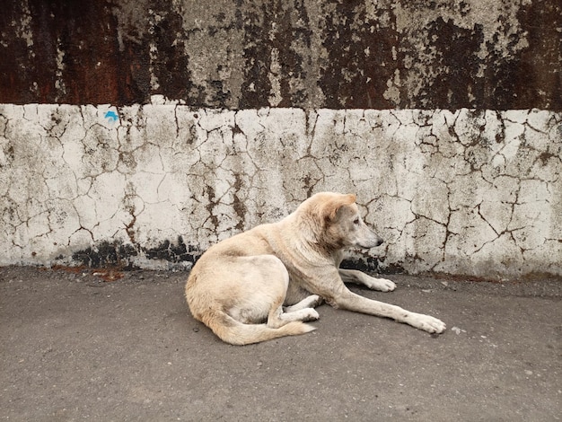 Foto cão deitado na parede