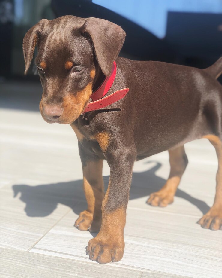 Foto cão deitado no chão em casa