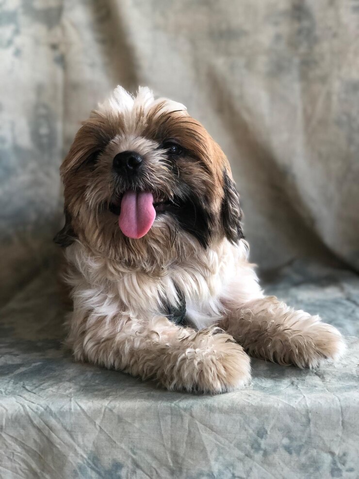 Foto cão deitado