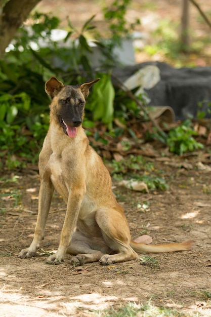 Foto cão desabrigado abandonado na rua, cão solitário.