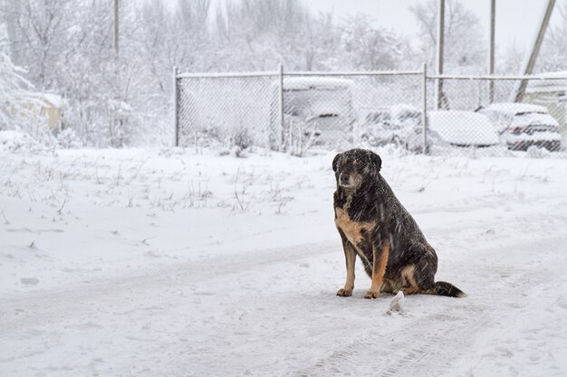 Cão desabrigado preto na neve no tempo gelado. O cachorro congela na neve