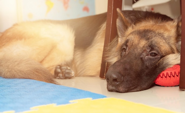 Cão descansa debaixo da mesa no chão