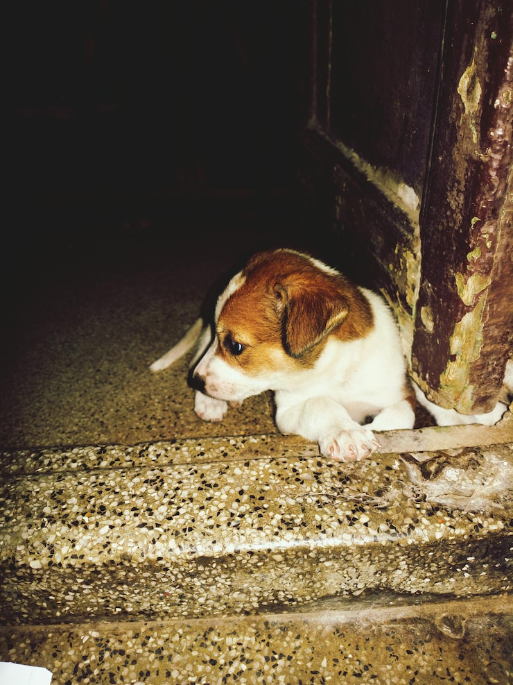 Foto cão descansando no chão
