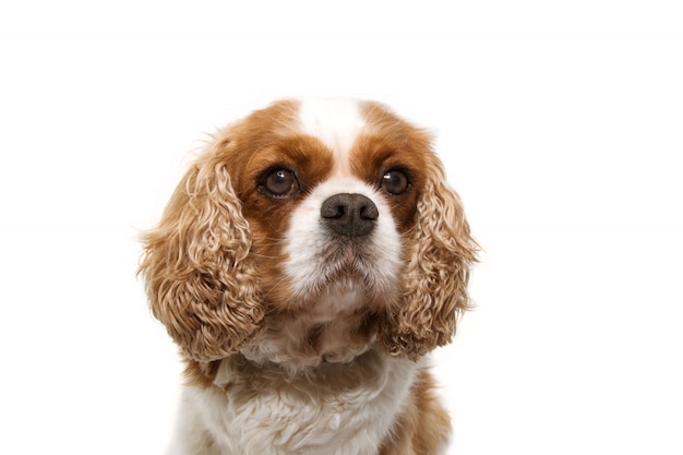 Cão descuidado do retrato com as orelhas grandes isoladas no branco