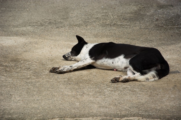 Cão disperso que encontra-se na rua.