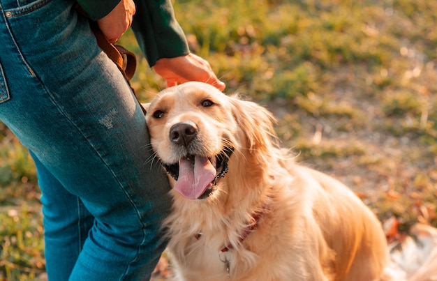 Cão do golden retriever no fundo das folhas de outono ao ar livre.