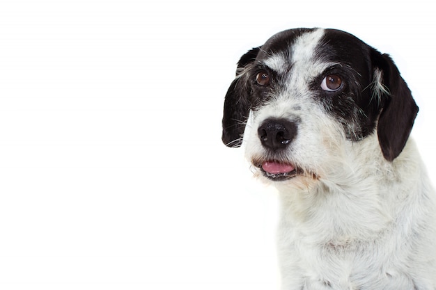 Cão do retrato que faz uma cara saborosa.