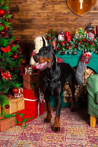 Cão doberman bonito com decoração de Natal