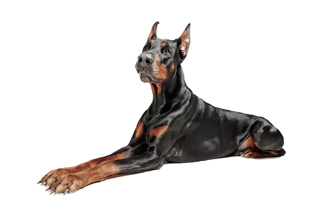 Cão Doberman isolado no fundo branco em estúdio