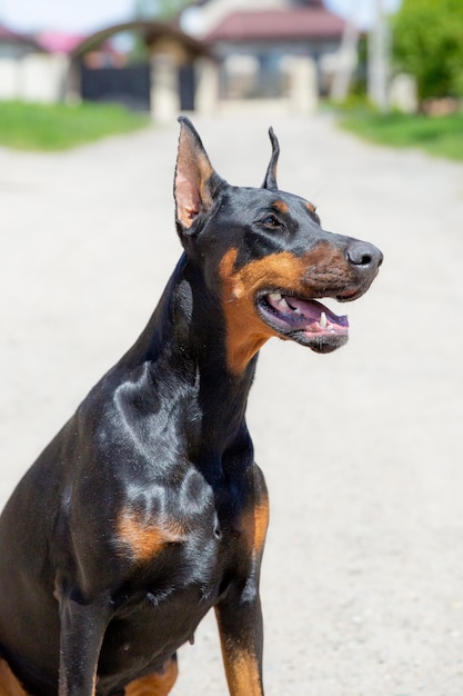 Cão doberman pinscher em uma estrada